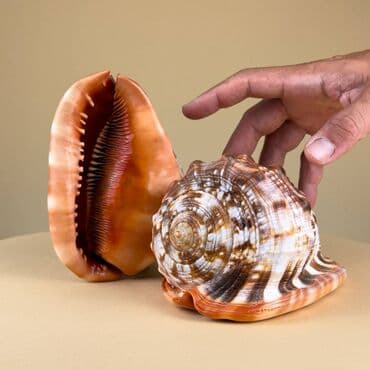 Bu Cypraecassis Rufa Shell möhkəm, yuvarlaq forması və zəngin rəngi lalafo.az -da Bu Cypraecassis Rufa Shell möhkəm, yuvarlaq forması və zəngin rəngi