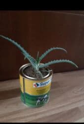 Əzvay bitkisi. ( aloe vera). Həm müalicəvidi, həm də kosmetikada da lalafo.az -da Əzvay bitkisi. ( aloe vera). Həm müalicəvidi, həm də kosmetikada da