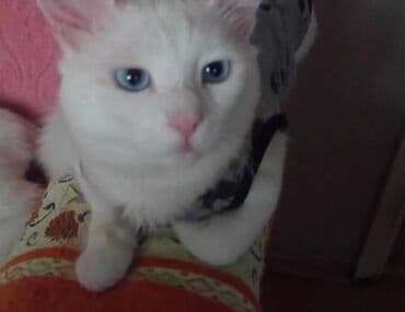 Göy gozlü ağapağ tuklu cox hesas ne versen yeyir 🤣 lalafo.az -da Göy gozlü ağapağ tuklu cox hesas ne versen yeyir 🤣