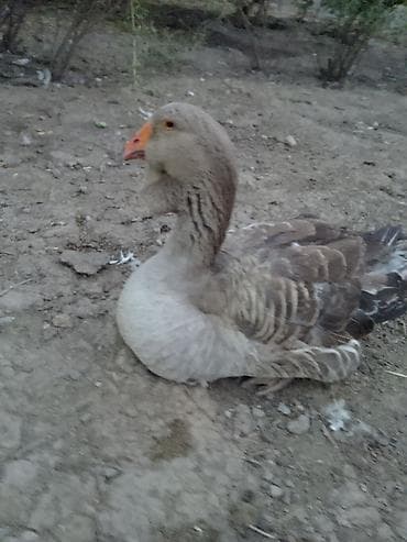 Xalmaqor qazı nəsil artıran sortu 1 ilik erkəkdir lalafo.az -da Xalmaqor qazı nəsil artıran sortu 1 ilik erkəkdir