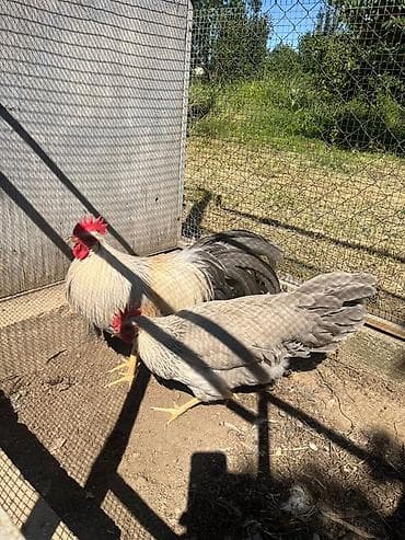 2 ədəd cüt isabel ligorin cinsi toyuq satılır at lalafo.az 2 ədəd cüt isabel ligorin cinsi toyuq satılır