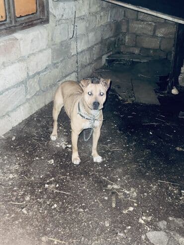 Pitbul, 1 il, Dişi, Peyvəndli, Ünvandan götürmə lalafo.az -da Pitbul, 1 il, Dişi, Peyvəndli, Ünvandan götürmə