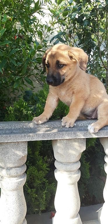Quzu, Dişi, ay: 2 lalafo.az -da Quzu, Dişi, ay: 2