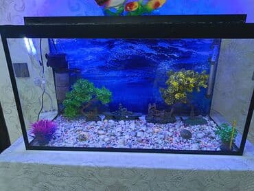 BYD: Tamalı dekorativ akvarium dəsti - Ölçü: 90sm uzunu hundurluyu 50sm at lalafo.az — 1 BYD: Tamalı dekorativ akvarium dəsti - Ölçü: 90sm uzunu hundurluyu 50sm — 1