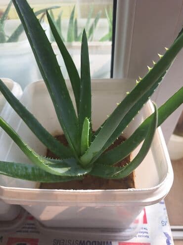 Aloye Vera En Faydali Kosmetik Vasite Her Cur Aloye Vera ve Mualicevi lalafo.az -da Aloye Vera En Faydali Kosmetik Vasite Her Cur Aloye Vera ve Mualicevi