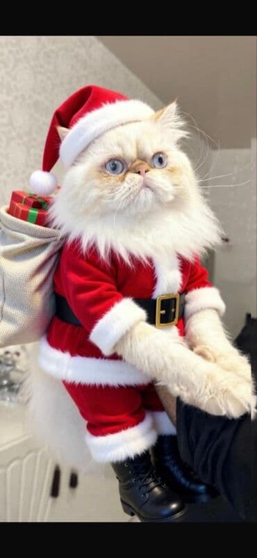 Sibir, Erkək lalafo.az -da Sibir, Erkək