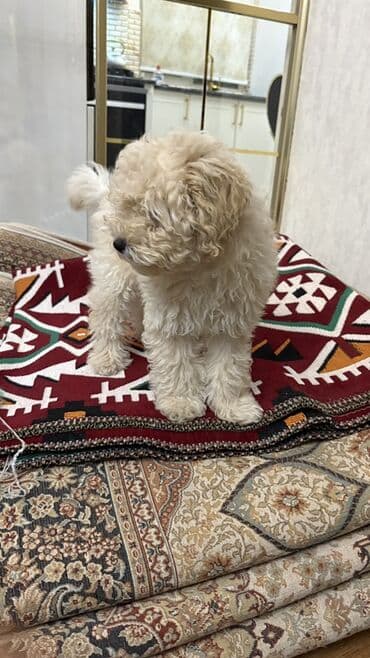 Pudel lalafo.az -da Pudel