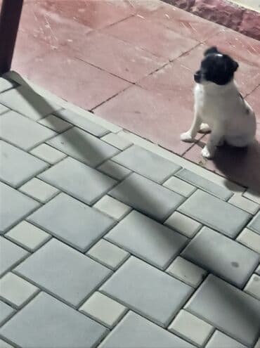 1 il, Dişi, Peyvəndli, Ünvandan götürmə lalafo.az -da 1 il, Dişi, Peyvəndli, Ünvandan götürmə