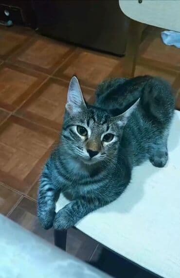 Məhsul: Pişik qumu komplekti və aksesuar Təsvir: - Təbii mineral lalafo.az -da Məhsul: Pişik qumu komplekti və aksesuar Təsvir: - Təbii mineral