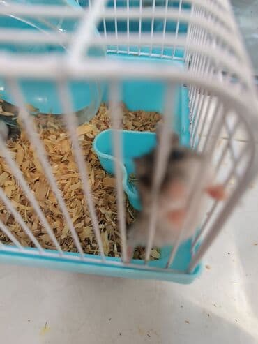 Xamyaklar 6 bala bir ana balalar böyuyub qefesle biryerde 35manat lalafo.az -da Xamyaklar 6 bala bir ana balalar böyuyub qefesle biryerde 35manat