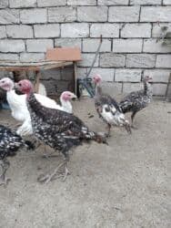 Hündüşqalar bakının maşdağa kəndindədi tam sağlamdılar peyvəndləri lalafo.az -da Hündüşqalar bakının maşdağa kəndindədi tam sağlamdılar peyvəndləri