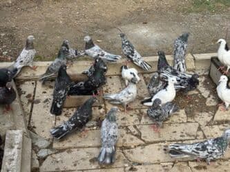 Başlıq: Təcili 19 ədəd Təmiz Ebrəş satılır. Bir yuvanın Təsvir: - 19 lalafo.az -da Başlıq: Təcili 19 ədəd Təmiz Ebrəş satılır. Bir yuvanın Təsvir: - 19