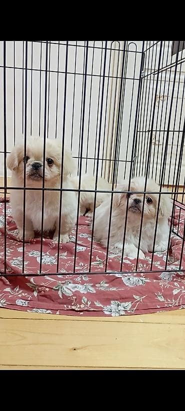 Pekines lalafo.az -da Pekines