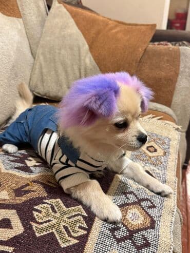 Cins: Kiçik ölçülü dekorativ it spic cinsi Rəng: Krem rəngli tüklər lalafo.az -da Cins: Kiçik ölçülü dekorativ it spic cinsi Rəng: Krem rəngli tüklər