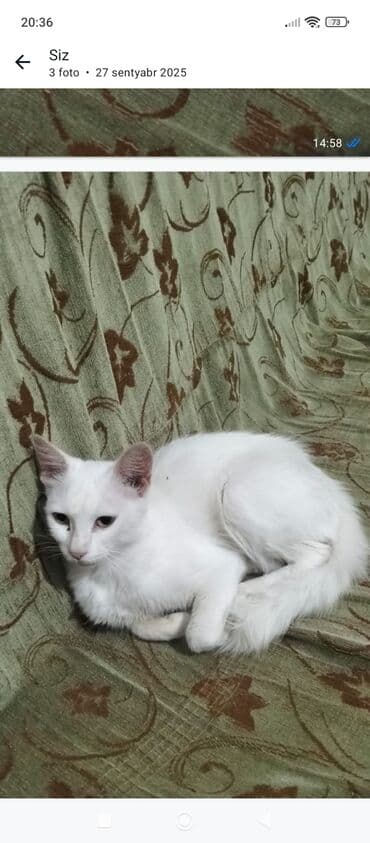 Dişi, Yaxşı əllərə lalafo.az -da Dişi, Yaxşı əllərə