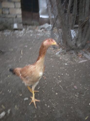 Toyuq cücələri, Ətlik lalafo.az -da Toyuq cücələri, Ətlik