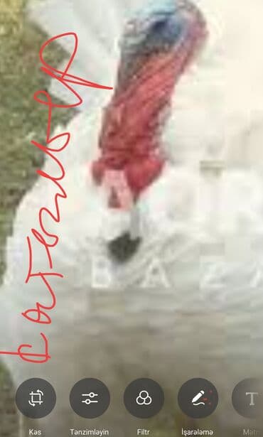 Bu quşlar, sağlam qidalanma və düzgün qulluqla sürətlə böyüyür və lalafo.az -da Bu quşlar, sağlam qidalanma və düzgün qulluqla sürətlə böyüyür və