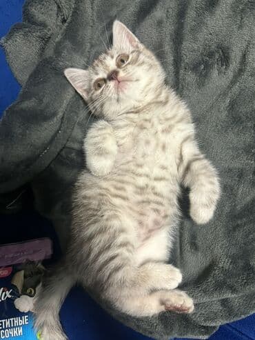 Tabbi, Erkək lalafo.az -da Tabbi, Erkək