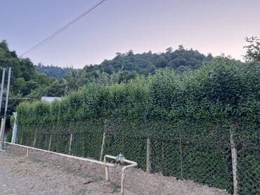 İlin 12 ayı həmişə yaşıl dekorativ ağaclar yarpaqları tökülmür bu lalafo.az -da İlin 12 ayı həmişə yaşıl dekorativ ağaclar yarpaqları tökülmür bu