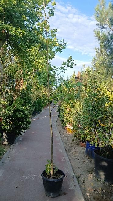 Qara qablarda əkilmiş dekorativ ağac fidanı - Növ: yarpaqlı, sürətli lalafo.az -da Qara qablarda əkilmiş dekorativ ağac fidanı - Növ: yarpaqlı, sürətli