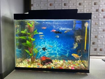 Dördbucaq akvarium, Boş, 30 l, Ünvandan götürmə lalafo.az -da Dördbucaq akvarium, Boş, 30 l, Ünvandan götürmə