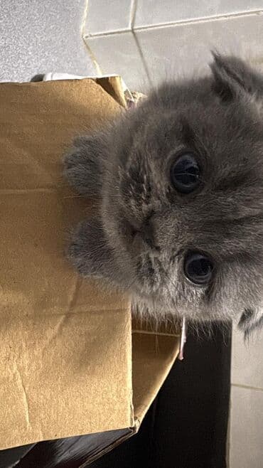 Şotland yastı qulaq, Erkək, Yaxşı əllərə, Ünvandan götürmə lalafo.az -da Şotland yastı qulaq, Erkək, Yaxşı əllərə, Ünvandan götürmə