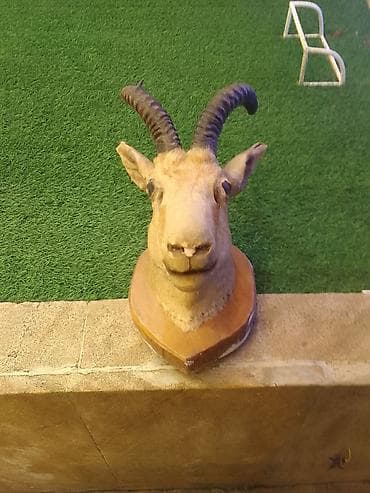 Dekorativ dağ keçisi başı – taksidermiya - Material: təbii dəri və lalafo.az -da Dekorativ dağ keçisi başı – taksidermiya - Material: təbii dəri və