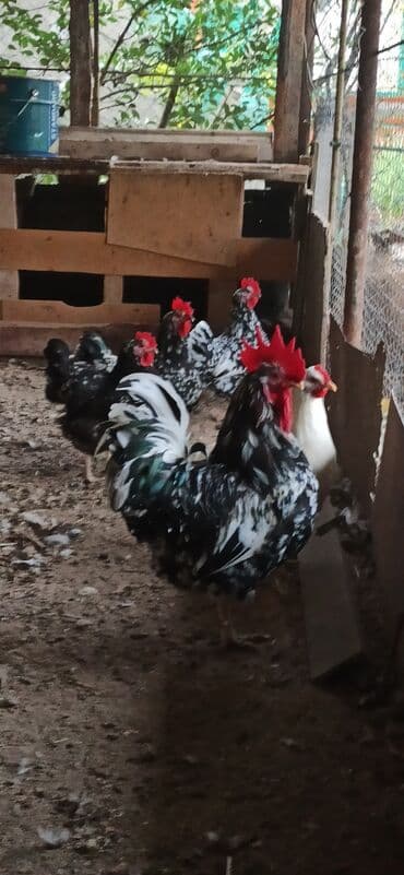 Toyuq, Damazlıq lalafo.az -da Toyuq, Damazlıq