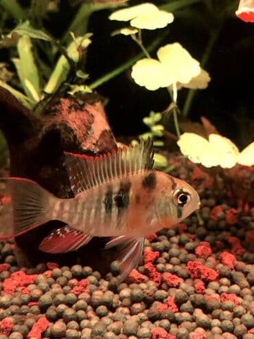 2 ədəd Bolivian Ramirezi satıram. Erkək və ya dişi olduqlarını lalafo.az -da 2 ədəd Bolivian Ramirezi satıram. Erkək və ya dişi olduqlarını