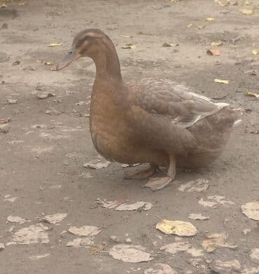 Blue Rouen Ördeklerinin satışı.Real alıcılar bizinə əlaqə saxlasin lalafo.az -da Blue Rouen Ördeklerinin satışı.Real alıcılar bizinə əlaqə saxlasin