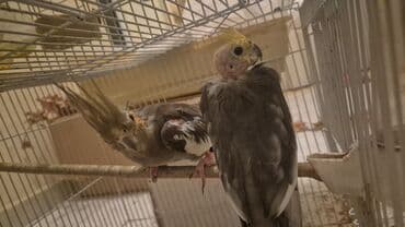 Məhsul: Ev quşları – nimfa (cockatiel) cütü və dalğıç papağanı lalafo.az -da Məhsul: Ev quşları – nimfa (cockatiel) cütü və dalğıç papağanı