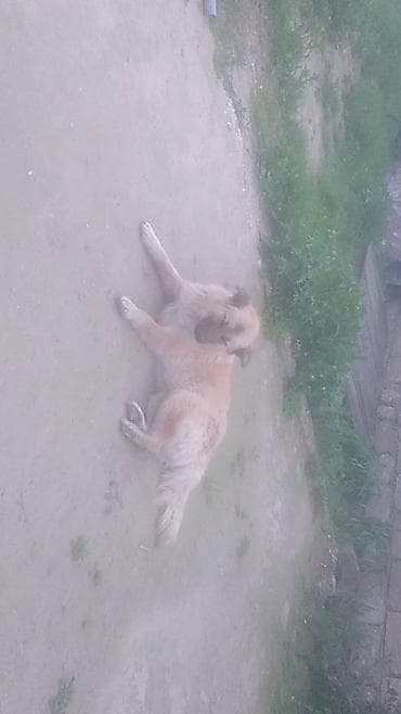 İt – iri ölçülü, açıq-bej rəngli, qalın və uzun tüklü. Üz-göz nahiyəsi lalafo.az -da İt – iri ölçülü, açıq-bej rəngli, qalın və uzun tüklü. Üz-göz nahiyəsi