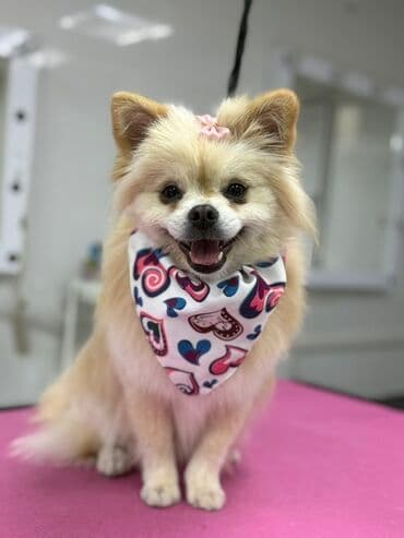 Информатика: Шпиц, 10 месяцев, Самка, С прививками, Самовывоз at lalafo.az — 3 Информатика: Шпиц, 10 месяцев, Самка, С прививками, Самовывоз — 3