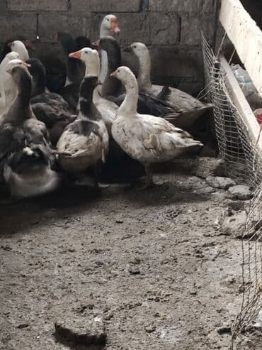 11 qazdi satlir hamsi komda satlir tekde lalafo.az -da 11 qazdi satlir hamsi komda satlir tekde