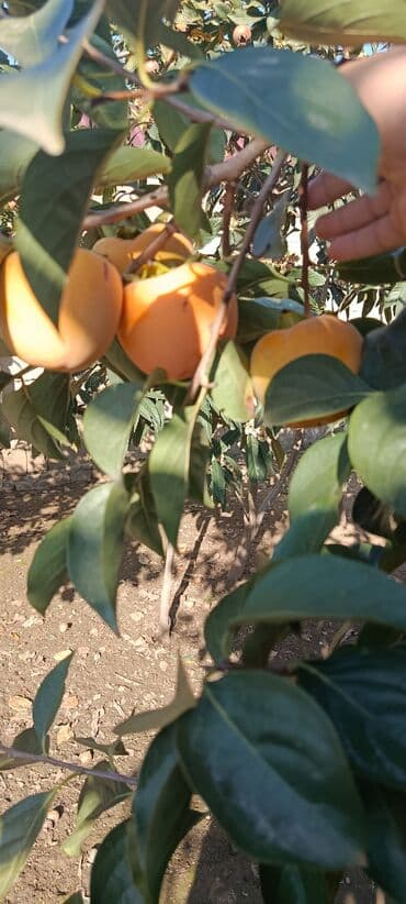 Сухофрукты: Məhsulun heç bir çürüyü yoxdur.Ağacda qalıb dərilmiyib.Kim istəyir at lalafo.az — 5 Сухофрукты: Məhsulun heç bir çürüyü yoxdur.Ağacda qalıb dərilmiyib.Kim istəyir — 5