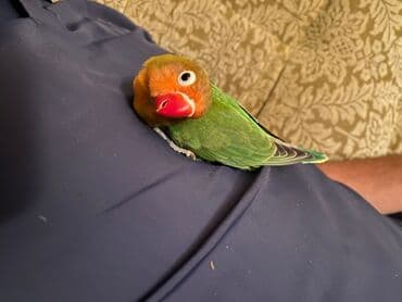 Fisel saglam qusdu saglamligna cavbdehem isdeyen elaqe saxlaya biler lalafo.az -da Fisel saglam qusdu saglamligna cavbdehem isdeyen elaqe saxlaya biler