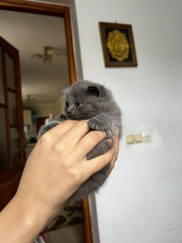 Britan, Ödənişli çatdırılma lalafo.az -da Britan, Ödənişli çatdırılma