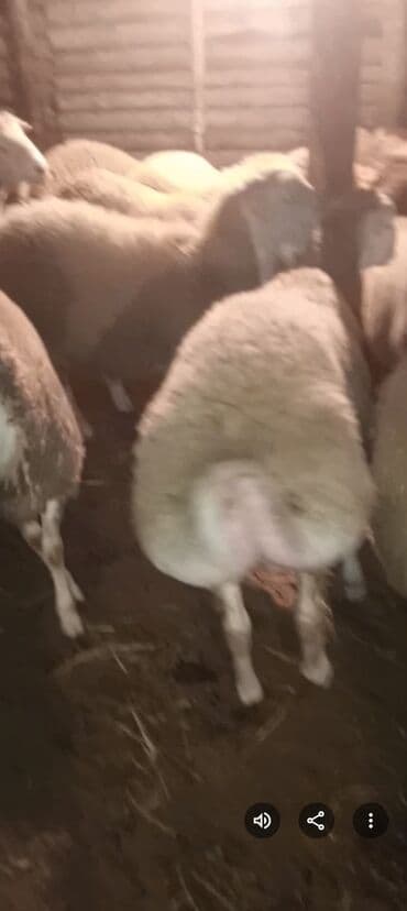 Kök arpa yemiş quzular 36dene Erkey diri çeki 8azn isdiyen olsa lalafo.az -da Kök arpa yemiş quzular 36dene Erkey diri çeki 8azn isdiyen olsa