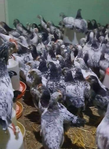 Serebrist saglamliqlarna soz ola bilmez cekileri 750.800
qiymet 4.5q lalafo.az -da Serebrist saglamliqlarna soz ola bilmez cekileri 750.800
qiymet 4.5q