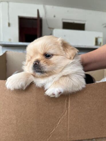 Pekines lalafo.az -da Pekines