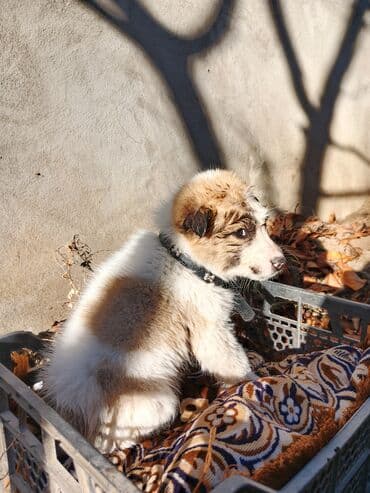 It gencededi.heyet itidi.gencede catdirilma pulsuzdu.qiymeti 15m lalafo.az -da It gencededi.heyet itidi.gencede catdirilma pulsuzdu.qiymeti 15m