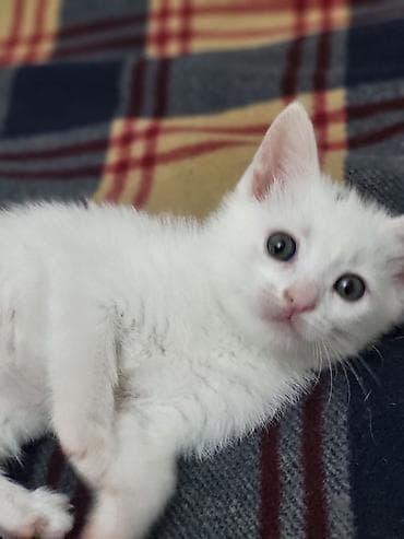 Ищем для котят заботливые руки lalafo.az -da Ищем для котят заботливые руки