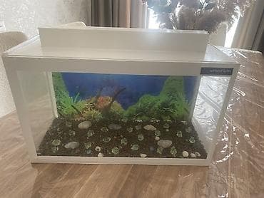 Dördbucaq akvarium, Boş, 20 l, Ünvandan götürmə lalafo.az -da Dördbucaq akvarium, Boş, 20 l, Ünvandan götürmə