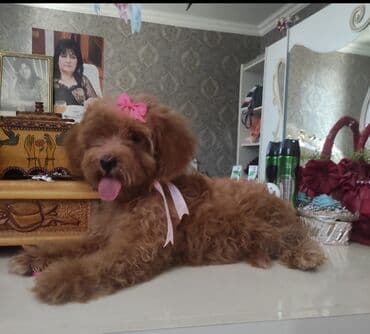 Pudel, 3 ay, Dişi lalafo.az -da Pudel, 3 ay, Dişi