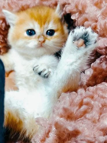 Qızıl şinşilla lalafo.az -da Qızıl şinşilla