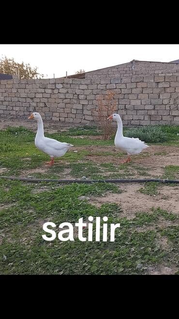 Salam 2 ədəd 5 aylıq qazlardi cütü 70.manat iri kök qazlardi barter lalafo.az -da Salam 2 ədəd 5 aylıq qazlardi cütü 70.manat iri kök qazlardi barter