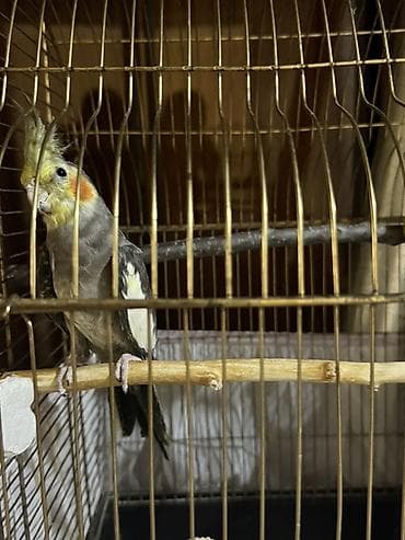 Nimfa (Cockatiel) və qəfəs dəsti Tam sağlan quşdu həmişə vitaminli lalafo.az -da Nimfa (Cockatiel) və qəfəs dəsti Tam sağlan quşdu həmişə vitaminli