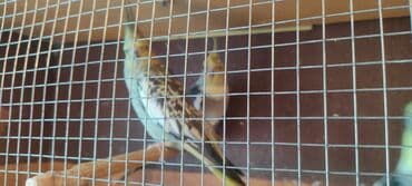 5 ədəd quşdu.iki cütü hazır maya erkekdi.biri təki isə erkekdi adı lalafo.az -da 5 ədəd quşdu.iki cütü hazır maya erkekdi.biri təki isə erkekdi adı