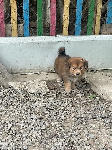 Xaski, 1 ay lalafo.az -da Xaski, 1 ay
