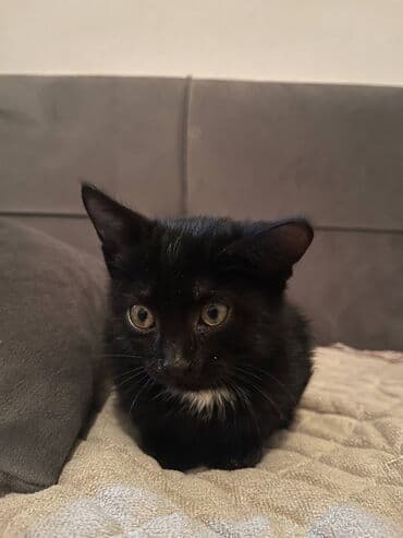 Britan, Erkək, Yaxşı əllərə lalafo.az -da Britan, Erkək, Yaxşı əllərə